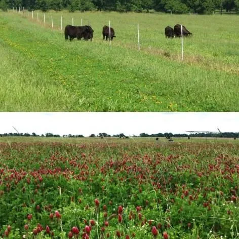 thumbnail for publication: Ecosystem Services Provided by Grass-Legume Pastures